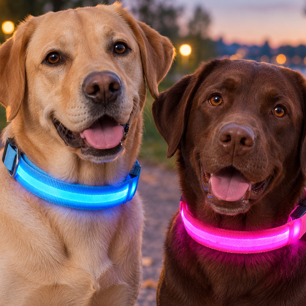 Hundehalsbånd med led-lys – ekstra synlighed på gåturen