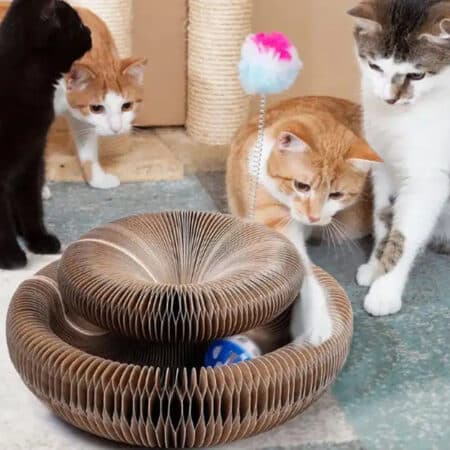 Katte Kradsebræt og legetøj med bold